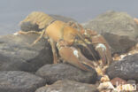 Signal crayfish (Pacifastacus leniusculus)