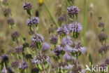 Penny-royal (Mentha pulegium)