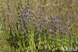 Penny-royal (Mentha pulegium)