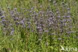 Polei (Mentha pulegium)