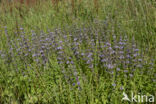 Penny-royal (Mentha pulegium)