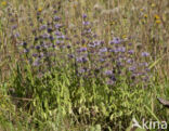 Polei (Mentha pulegium)