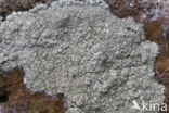 Zwavelgroene schotelkorst (Lecanora sulphurea)