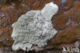 Zwavelgroene schotelkorst (Lecanora sulphurea)