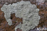 Zwavelgroene schotelkorst (Lecanora sulphurea)
