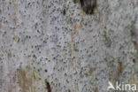 Vals boomspijkertje (Mycocalicium subtile)