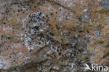 Opegrapha gyrocarpa
