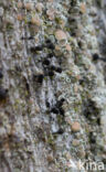 Bruin boomspijkertje (Calicium salicinum)