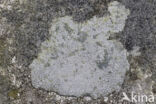 Porpidia lichen (Porpidia tuberculosa)