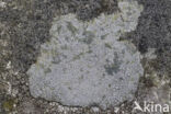 Porpidia lichen (Porpidia tuberculosa)