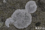 Porpidia lichen (Porpidia tuberculosa)