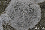 Porpidia lichen (Porpidia tuberculosa)