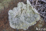 lichen (Porpidia soredizodes)