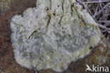 Dunne blauwkorst (Porpidia soredizodes)