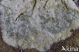 lichen (Porpidia soredizodes)