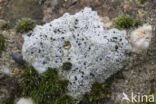 Granietblauwkorst (Porpidia macrocarpa)