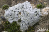 Granietblauwkorst (Porpidia macrocarpa)