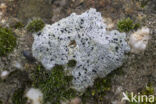 Granietblauwkorst (Porpidia macrocarpa)