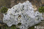 Boulder lichen (Porpidia macrocarpa)