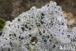 Boulder lichen (Porpidia macrocarpa)