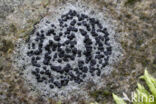 Concentric boulder lichen (Porpidia crustulata)