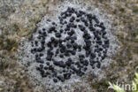 Concentric boulder lichen (Porpidia crustulata)