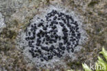 Concentric boulder lichen (Porpidia crustulata)