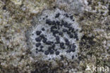 Kleine blauwkorst (Porpidia crustulata)