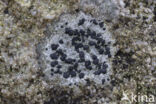 Concentric boulder lichen (Porpidia crustulata)