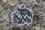 Concentric boulder lichen (Porpidia crustulata)