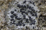 Concentric boulder lichen (Porpidia crustulata)