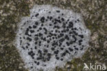 Concentric boulder lichen (Porpidia crustulata)