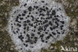 Concentric boulder lichen (Porpidia crustulata)