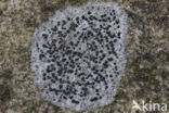 Concentric boulder lichen (Porpidia crustulata)