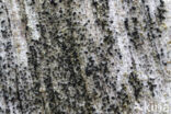Zwart boomspijkertje (Calicium glaucellum)