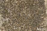Opegrapha rufescens