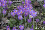 Early Crocus (Crocus tommasinianus)