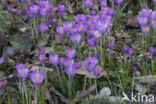 Boerenkrokus (Crocus tommasinianus)