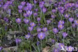 Boerenkrokus (Crocus tommasinianus)