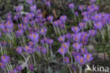 Early Crocus (Crocus tommasinianus)