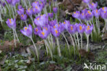 Early Crocus (Crocus tommasinianus)