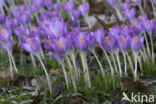 Early Crocus (Crocus tommasinianus)