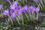 Boerenkrokus (Crocus tommasinianus)