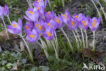 Boerenkrokus (Crocus tommasinianus)