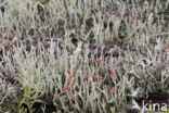 Lipstick Cladonia (Cladonia macilenta)