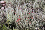 Lipstick Cladonia (Cladonia macilenta)