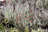 Lipstick Cladonia (Cladonia macilenta)