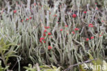 Lipstick Cladonia (Cladonia macilenta)