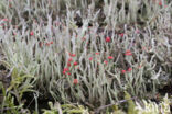 Lipstick Cladonia (Cladonia macilenta)