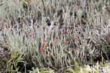 Lipstick Cladonia (Cladonia macilenta)